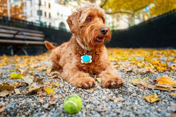 parcs à chiens granby image d'un chien brun à poil moyen assit sur le sol d'un parc à chien avec sa balle.