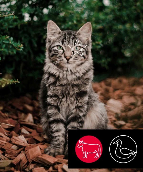 Boeuf-Canard pour chats