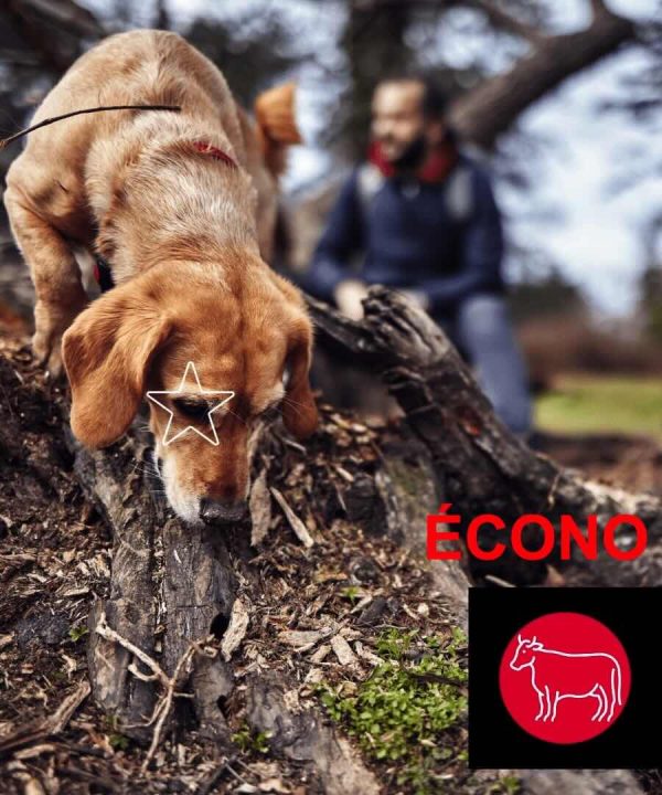 Boeuf - Écono