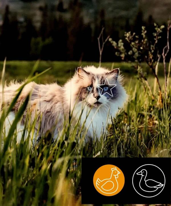 Poulet-Canard pour chats