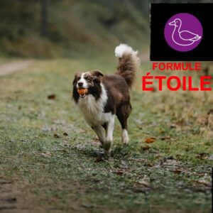 5 Étoiles : Formule Étoile Canard