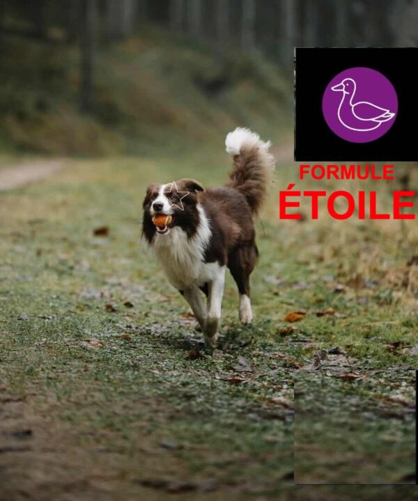Canard - Étoile